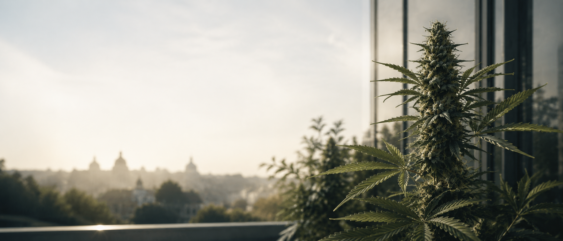 Czechia Starts 2026 With Legal Home Cultivation and a New European Signal